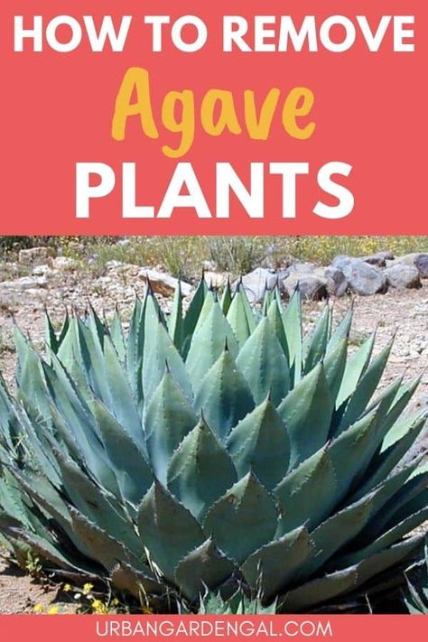 Agave Garden Design, Agave Plant Landscaping, Garden Drought Tolerant, Front Yard Planters, Palm Trees Garden, Agave Plants, Trees Garden, Essential Oil Remedy, Oil Remedies