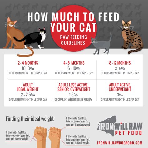 How Much Raw Food Should I Feed my Cat? How Much Should I Feed My Cat, How Much To Feed A Cat, Raw Cat Food Diet, Kitty Care, Kitty Ideas, Raw Cat Food Recipes, Raw Pet Food, Getting A Kitten, Cat Tips