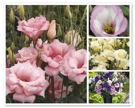 Pink Lisianthus, Lisianthus Flowers, Pink Plant, Wedding Table Flowers, Pink Garden, Annual Flowers, Table Flowers, Flower Farm, Types Of Flowers