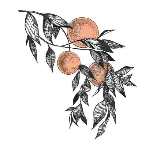 orange branch drawing graphics design liner Fruit Branch Drawing, Orange Mushroom Tattoo, Orange Drawing Black And White, The Priory Of The Orange Tree Tattoo, Tangerine Branch Tattoo, Clementine Tree Tattoo, Orange Blossom Sketch, Citrus Branch Tattoo, Orange Branch Drawing