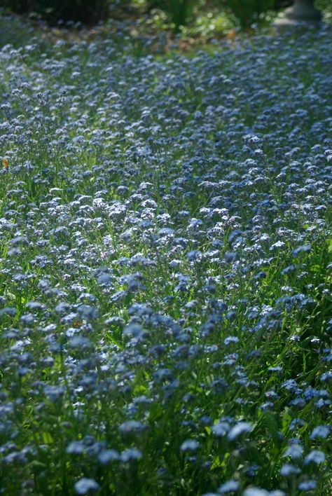 Forget Me Not Flower Field, Forget Me Not Flowers Field, Field Of Forget Me Nots, Forget Me Not Field, Forget Me Not Aesthetic, Forget Me Not Wallpaper, Blue Flower Field, School Romance, Not Aesthetic