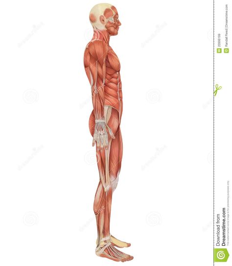 Male Muscular Anatomy Side View Royalty Free Stock Images - Image: 20996199 Anatomy Side View, Muscular Anatomy, Man Anatomy, Muscle Anatomy, Detailed Illustration, Muscle Body, Body Reference Poses, Body Anatomy, Anatomy Reference