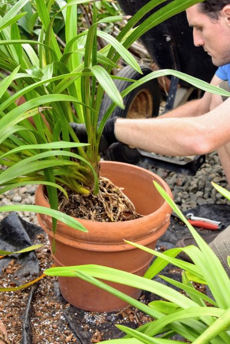 Repotting My Cymbidium Orchids - The Martha Stewart Blog Cymbidium Orchids Care, Orchid Soil, Orchid Potting Mix, Repotting Orchids, Orchid Plant Care, Orchid House, Heating A Greenhouse, Growing Orchids, Orchid Pot