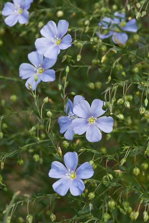 Austrian Flowers, Linum Flower, Blue Flax Flowers, Blue Wild Flowers, Blue Flowers Garden, Flower Bed Designs, Blue Flower Wallpaper, Flax Flowers, Flower Tapestry