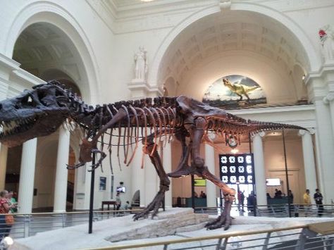 The Field Museum, Chicago IL Aesthetic Dinosaur, Field Museum Chicago, Dinosaur Exhibition, Los Angeles With Kids, Shedd Aquarium, Moving To Chicago, Chicago Museums, Museum Aesthetic, Museum Tickets