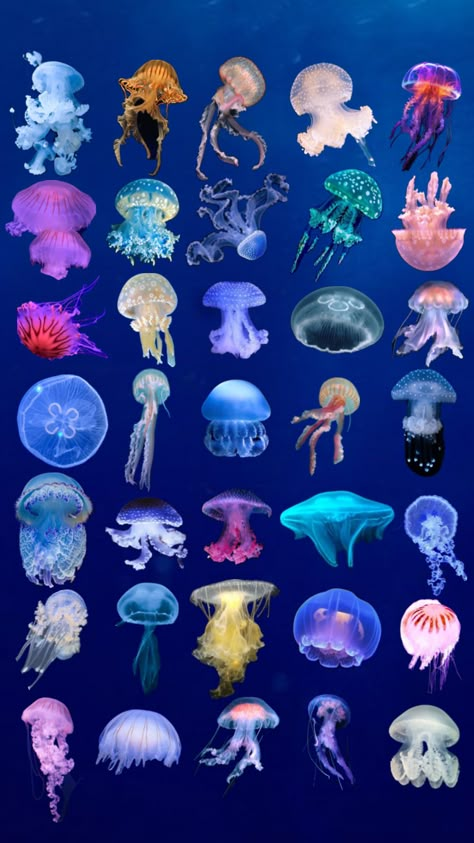 #jellyfish #wallpaper Aesthetic Wallpaper Jellyfish, Pictures Underwater, Jellyfish Pictures, Jellyfish Wallpaper, Aquarium Pictures, Ocean Underwater, Vertical Garden Diy, Underwater Animals, Underwater Art