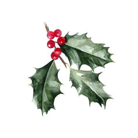 size: 12x12in Art Print: Christmas Holly I by Emma Scarvey : Holly Watercolor, Painted Illustration, Christmas Card Art, Watercolor Christmas Cards, Holly Leaves, Christmas Flowers, Holly Leaf, Christmas Holly, Christmas Watercolor