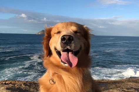 70 Saltwater Dog Names Wow Photo, Prettiest Celebrities, Psy I Szczenięta, A Golden Retriever, Dog Wallpaper, Cute Dogs And Puppies, Baby Dogs, Happy Dogs, Beautiful Dogs