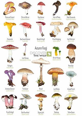 RESOURCES | Discover the Wild Lions Mane Benefits, Tree Buds, Mushroom Identification, Wild Foraging, Mushroom Benefits, Mushroom Hunting, Edible Mushrooms, Botanical Illustration Vintage, Mushroom Fungi