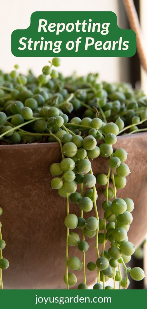 Succulent Repotting, String Of Pearls Plant Care, Pearl Succulent, Succulent Garden Landscape, String Of Pearls Plant, Tattoo Reference, Propagating Succulents, Hanging Succulents, Garden Life