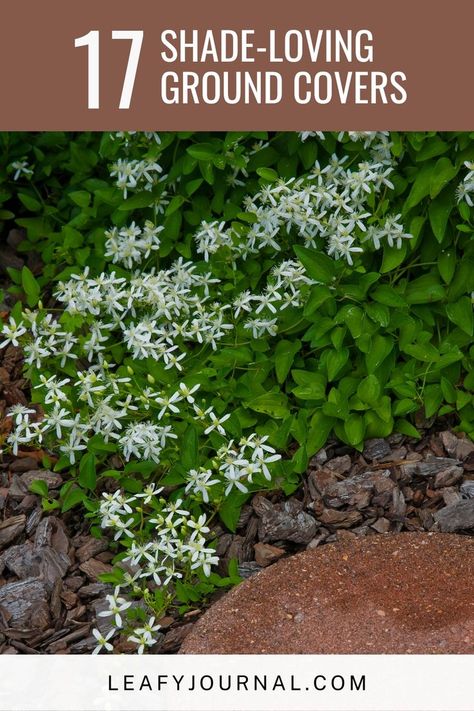 Discover the allure of -17 captivating shade-loving ground covers! Transform your shady spaces with these enchanting plants that bring both beauty and depth to your garden. From lush foliage to delicate blooms, find the perfect ground cover to elevate your landscape. Shade Loving Ground Cover, Shady Gardens, Ground Covers, Ground Cover, Outdoor Plants, Plant Care, Lush, Home And Garden, Shades