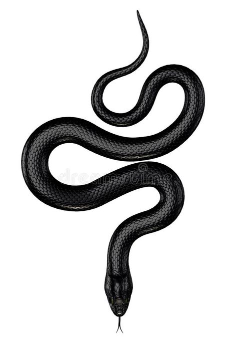 Black Snake Tattoo, Pattern Tattoos, Snake Illustration, Serpent Tattoo, Pola Tato, Snake Drawing, Snake Tattoo Design, Inspiration Tattoos, Snake Art