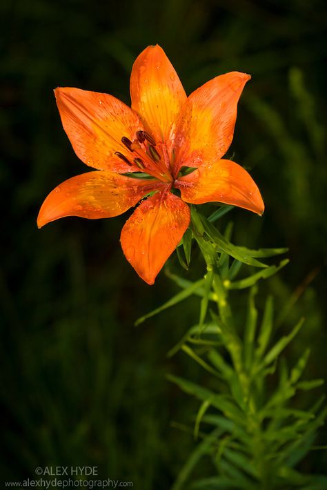 Fire lily (Lilium bulbiferum) Grandmas Flowers, Tiger Lily Flowers, Flower Gardening Ideas, Xperia Wallpaper, Alps Austria, Fire Lily, Orange Lily, Daylily Garden, Sports Festival