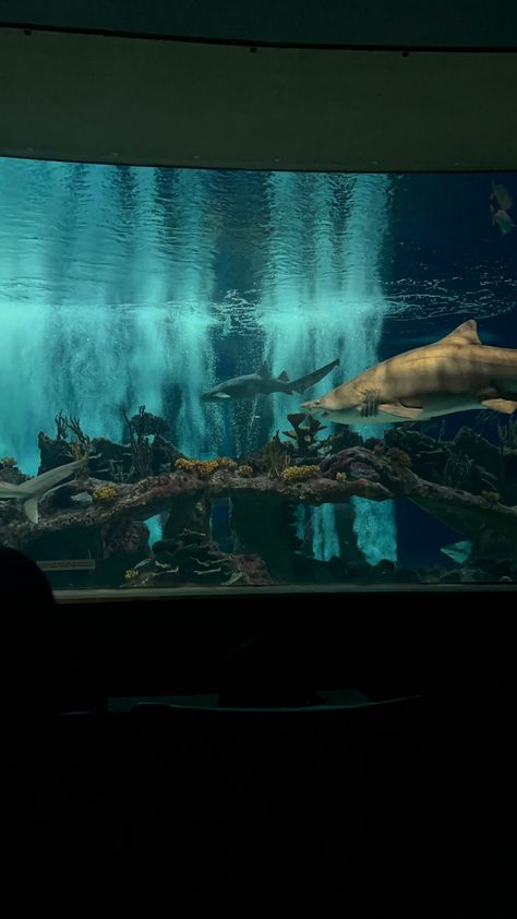 Shark Tank Aquarium, Shark Collage, Giant Aquarium, Shark Aquarium, Interactive Backgrounds, Big Aquarium, Episode Interactive, Big Shark, Episode Interactive Backgrounds