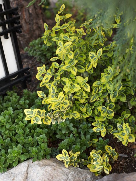 'Emerald n Gold' Wintercreeper. 'Emerald 'n Gold' wintercreeper is a wonderful evergreen for adding color to shaded areas of the garden. The rich green leaves are decorated with a broad yellow edge that takes on a pink or burgundy tinge in winter. If you plant it up against a wall, it may climb like a vine.   Size: To 4 feet tall, 3 feet wide  Zones: 5-9 Skygge Planter, Euonymus Fortunei, Colorful Shrubs, Landscaping Shrubs, Garden Shrubs, Evergreen Plants, Evergreen Shrubs, Fruit Garden, Rich Green