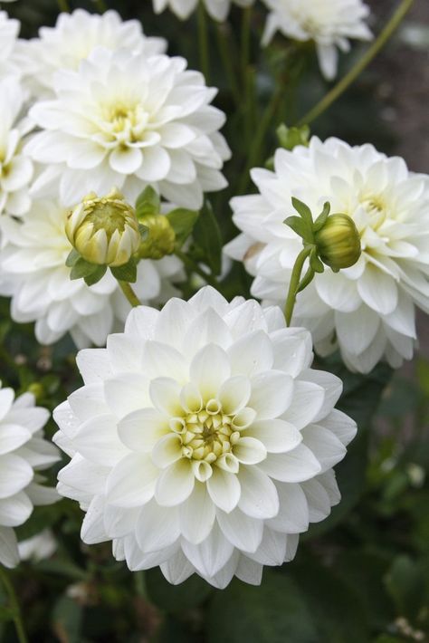 Dahlia Aesthetic, White Dalia, White Dahlia Flower, White Flowers Garden, Pictures Flowers, White Dahlia, Mothers Day Flowers, Dahlia Flower, White Gardens