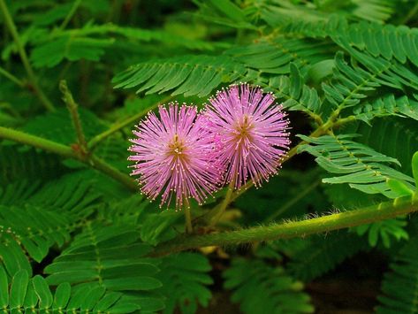 The touch-sensitive plants known as mimosa pudica have small and beautiful pink flowers. The leaves of this very small plant fold up on touch and remain like that for few minutes. Mimosa Pudica, Media Sombra, Sensitive Plant, Beautiful Pink Flowers, Growing Seeds, Small Leaf, Flowers Perennials, Touch Me, Small Plants