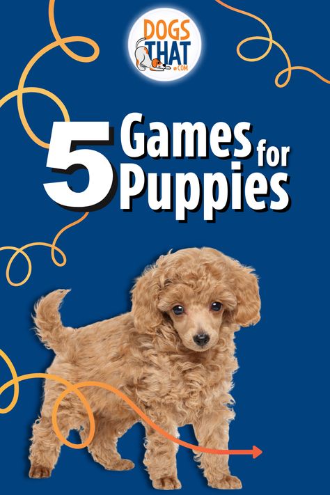 There’s one very important thing to know about puppies. And that is that training the puppy starts the second they arrive with you. 🐶💖⁠ ⁠ Playing games will mentally and physically exhaust your puppy, teach them they can be brilliant and that learning is fun. Games will set you and your puppy up for a lifetime of success. 🐕✨⁠ Learn how to play all 5 games at DogsThat.com Puppy Training | Puppy Training Tips | Puppy Training Hacks Games For Puppies, Lab Puppy Training, Chocolate Lab Puppies, Training Puppy, Dog Behavior Training, Fun Brain, Me And My Dog, Lab Puppy, Dog Brain