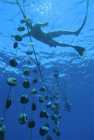 pearl farm in tahiti Pearl Farming, Tahiti Island, Tahiti Pearl, Pearl Farm, Oyster Bay, Saltwater Pearls, Fish Farming, True Value, Queen Of England