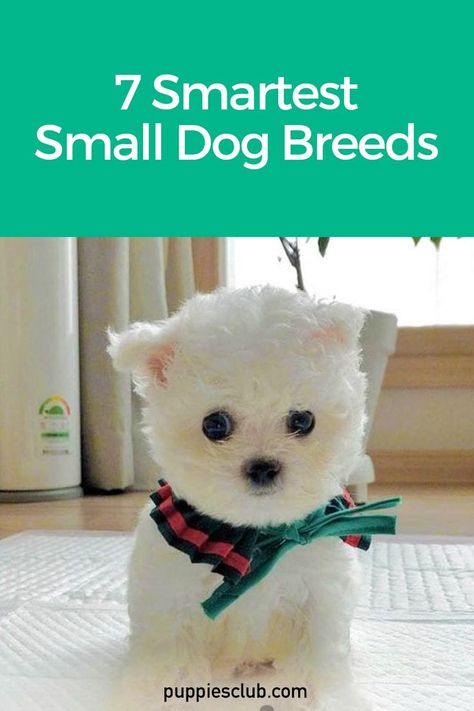 smartest-small-dogs Best Small Dog Breeds, Shichon Puppies, Best Small Dogs, Smartest Dogs, Rare Dog Breeds, Popular Dog Breeds, Smart Dog, Lap Dogs, Dog Eyes