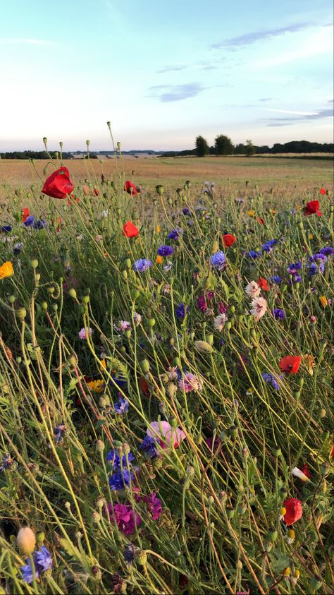 English Wildflowers, Wild Flower Field, Wild Flower Meadow, Flower Meadow, Nothing But Flowers, Flower Therapy, Flowers For You, Beautiful Bouquet Of Flowers, Screen Saver