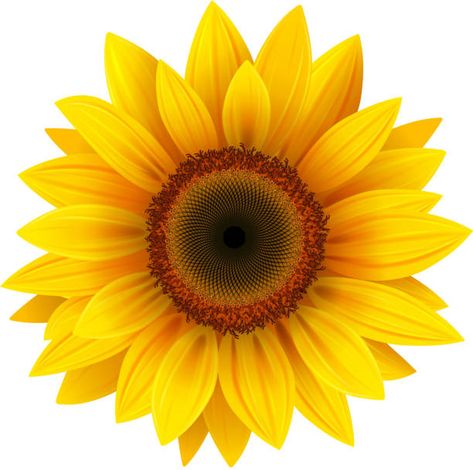 506,090 Sunflower Stock Photos, Pictures & Royalty-Free Images - iStock Sunflower Home Decor, Sunflower Illustration, Sunflower Images, Stick Wall Art, Sunflower Wall Art, Sunflower Pictures, Sunflower Wallpaper, Sunflower Art, Water Slide