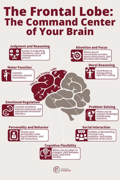 The Frontal Lobe: The Command Center of Your Brain Brain Nervous System, Fruit Health, Mental Health Education, Fruit Health Benefits, Frontal Lobe, Happy Hormones, Brain Science, Therapy Counseling, Bedroom Plants