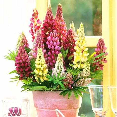 Lupinus Flower, Lupine Seeds, Tall Ornamental Grasses, Lily Turf, Growing Marigolds, Acidic Soil, Lupine Flowers, Acid Loving Plants, Perennial Flowers