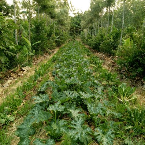 Syntropic Farming Syntropic Garden, Syntropic Agroforestry, Syntropic Farming, Tropical Permaculture, Backyard Food, Agriculture Equipment, Food Forest Garden, Commercial Farming, Scott Hall