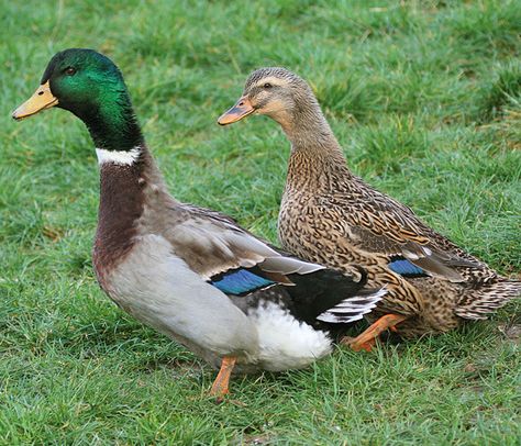 rouen ducks | Rouen ducks actually I believe these are Mallards Rouen Ducks, Rouen Duck, Male Duck, Raising Ducks, Duck Photo, Duck House, Duck Pond, Mallard Duck, Mallard