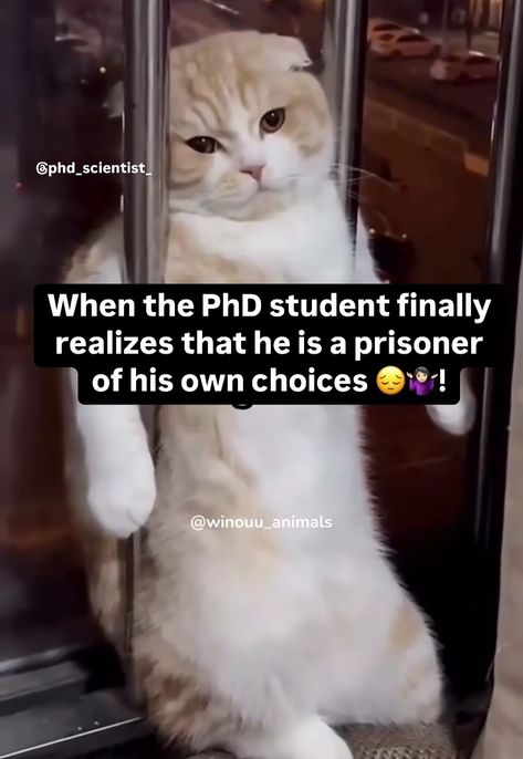 PhD memes Phd Student Humor, Phd Funny Quotes, Phd Memes Funny, Phd Meme, Phd Memes, Phd Quote, African Jokes, Phd Humor, Messy Quotes