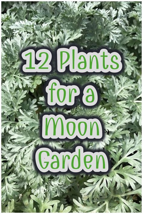 Create a glowing moon garden using these 12 plants! Moon gardens use white flowers and silver plants that can be reflected at night. #moongarden #plants #gardening Silver Plants, White Flowers Garden, White Flowering Plants, Witchy Garden, Night Blooming Flowers, Goth Garden, Gothic Garden, Witch Garden, Moon Garden