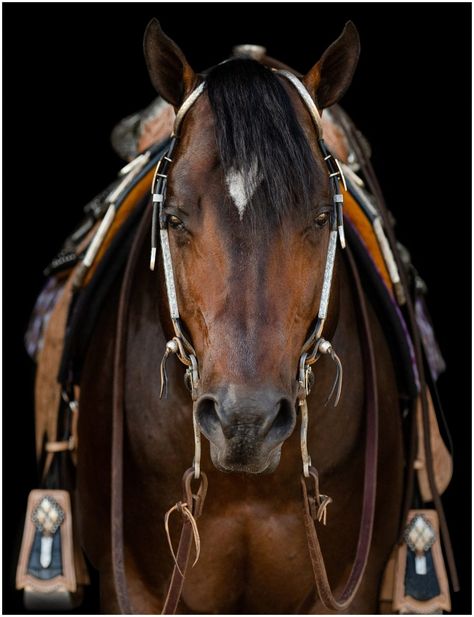 Equine Photography Poses, Background Tutorial, Haflinger Horse, Reining Horses, Equine Photographer, American Quarter Horse, Western Riding, Western Pleasure, Majestic Horse