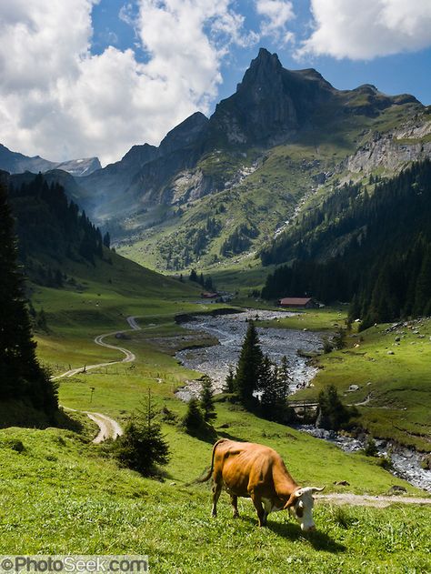 For a quiet hike away from crowds, walk the hidden valley of Saustal, in Lauterbrunnen municipality, Berner Oberland, Switzerland, the Alps, Europe. Take the train from Interlaken Ost to Lauterbrunnen then ride the cable car to Grütschalp (1486 meters, 4379 feet). Instead of boarding the train to Murren like everyone else, exit the station to find trail head markers for Saustal, one hour and 20 minutes on foot. Continue onwards to Sauslager, Chuebodmi, Sulwald, and Isenfluh to catch the PostBus. Places In Switzerland, Hidden Valley, Switzerland Travel, A Cow, The Alps, Swiss Alps, Alam Yang Indah, Places Around The World, Beautiful Landscapes