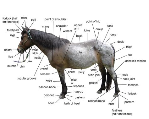 Information on Horses: Fun Facts, How To's & All About 'Em Vet Physiotherapy, Parts Of A Horse, Leg Drawing, Equine Massage, Horse Lessons, Horse Cartoon, Horse Story, Horse Facts, Horse Info