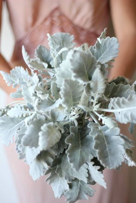 bouquet made entirely from dusty miller Dusty Miller Wedding Bouquet, Dusty Miller Wedding, Dusty Miller Bouquet, Diy Bridesmaid Bouquet, Wedding Bridesmaid Bouquets, August Flowers, Winter Wedding Bouquet, Dusty Miller, Colour Ideas