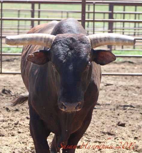 BULL MAN CORY MELTON - THE MAN WHO DISCOVERED ASTEROID - Bucking Stock Talk Magazine Bucking Bulls, Bull Cow, Bull Riders, Bull Riding, World Champion, Rodeo, The Man, Magazine