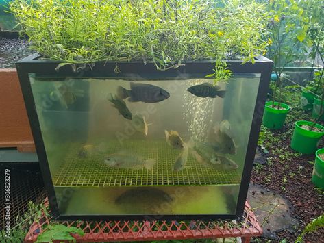 Stock Image: Hydroponic garden with tilapia fish Fish Tank Aquaponics, Fish Inspiration, Indoor Aquaponics, Aquaponics Kit, Aquaponics Greenhouse, Tilapia Fish, Hydroponic Garden, Best Greenhouse, Vegetable Harvest