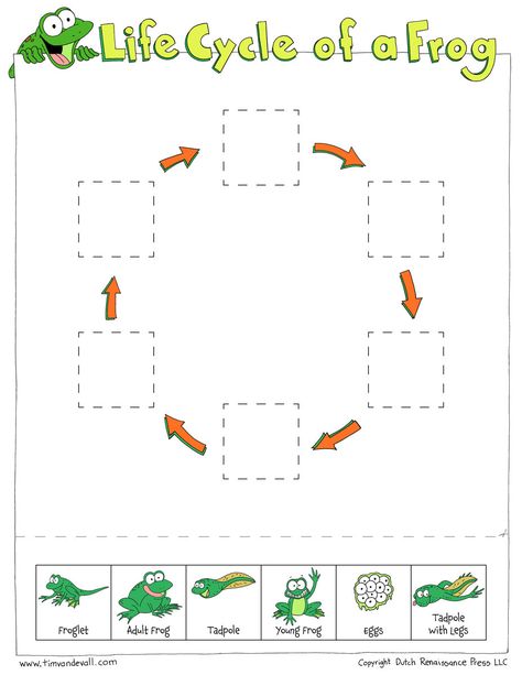 Frog Life Cycle Worksheet Life Cycle Of A Frog Worksheets Cut and Paste Tadpole Life Cycle, Frog Life Cycle Printable, Pond Ecosystem, Frogs Preschool, Frogs For Kids, Draw Space, Life Cycle Worksheet, Life Cycle Of A Frog, Frog Activities