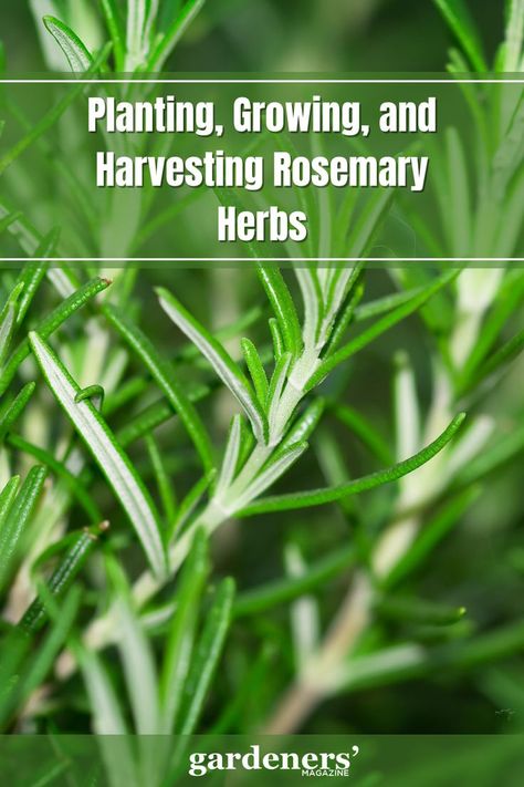 Planting, Growing, and Harvesting Rosemary Herbs Harvest Rosemary, Rosemary Plants, Rosemary Herb, Rosemary Plant, Perennial Herbs, Garden Guide, Long History, Planting Vegetables, The Mediterranean