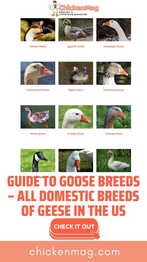 Exploring Goose Diversity: A Guide to All Goose Breeds Sebastopol Geese, Geese Breeds, Let's Talk About, Let's Talk, Talk About, This Is Us, The World