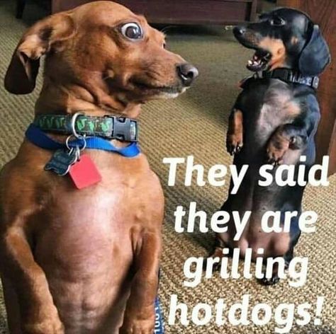 The funniest dachshund memes 34 Dog Jokes, Cute Animal Memes, Funny Dog Memes, Funny Animal Quotes, Funny Dog Pictures, Funny Animal Jokes, Memes Humor, Two Dogs, Cute Funny Dogs