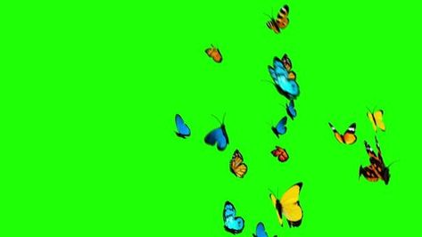 Free Green Screen, Butterflies Flying, Chroma Key, Background 3d, Green Screen, Green Background, Green Backgrounds, Video Clip, 3d Animation