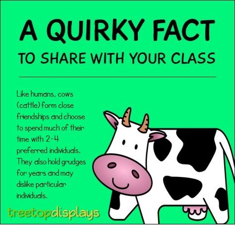 Cow Facts, Farm Facts, Fun Facts For Kids, Fun Facts About Animals, Show Cattle, Kindergarten Lesson Plans, Animal Science, Pre Kindergarten, Facts For Kids