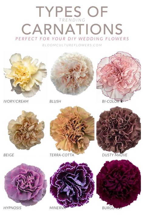 Wedding Carnations, Vitamin Health, January Flower, Expensive Flowers, Carnation Flowers, Flower Chart, Flower Types, Different Types Of Flowers, Flower Guide