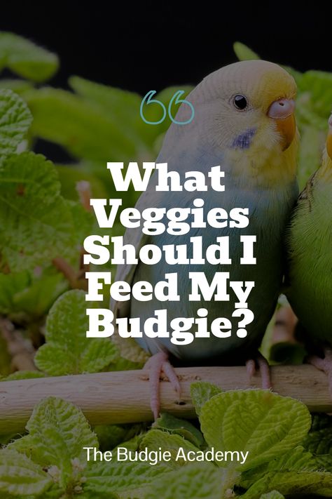 Some greens are better suited for a budgie’s diet than others! These suggestions should help make navigating the produce aisle a breeze. Budgie Diet, Budgie Food, Parakeet Food, Green Budgie, Budgie Parakeet, Sources Of Vitamin A, Food Charts, Mustard Greens, Human Food