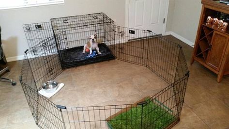 Dog Potty Diy, Indoor Dog Pen, Whelping Puppies, Dog Playpen Indoor, Become Independent, Foster Puppies, Puppy Pens, New Puppy Checklist, Puppy Playpen