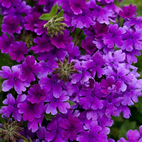 VERBENA_SUPERBENA_DARK_BLUE_VERBENA_PW_VERDB_01 Verbena Plant, Groundcover Plants, Natures Bounty, Flower Garden Plans, Small Purple Flowers, Full Sun Perennials, Zone 7, Southern Garden, Full Sun Plants