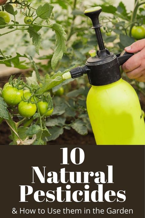 Pesticides For Plants, Insect Repellent Plants, Pest Spray, Natural Insecticide, Natural Pesticides, Organic Pesticide, Garden Bugs, Indoor Greenhouse, Garden Insects