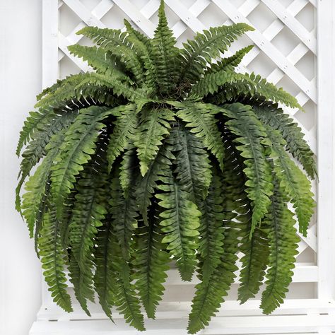 PRICES MAY VARY. Impressive Size and Design: Artificial boston fern is a stunning piece of decor that measures 50 x 50 x 30 inches (L x W x H) with 52 fronds. Fern artificial plants can be arranged alone in a pot or mixed with other plants of varying sizes to create a garden or backyard that's sure to impress. High Quality: CongfuHepMui fake ferns use real dead vines with slender and wide leaves. Sword-shaped fronds with shallow toothed pinnate come in different shades of green for a realistic l